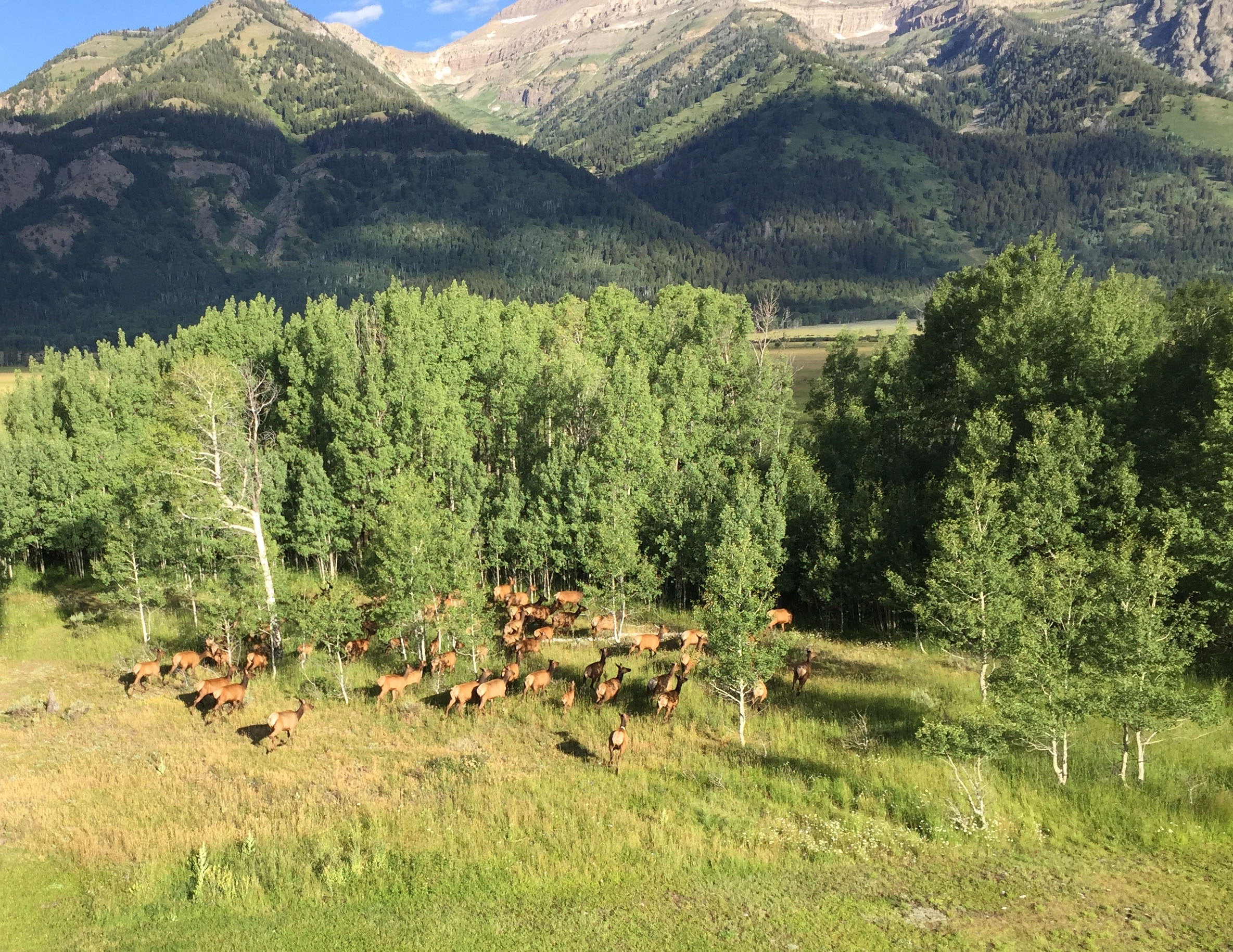 Elk in forest ©Andrew at Wyoming Balloon Company